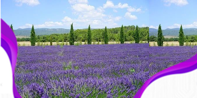 恒信集体薰衣草特色小镇新闻公布会成功举办